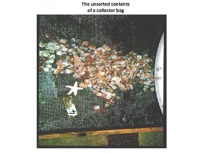 The unsorted contents of a collector bag 