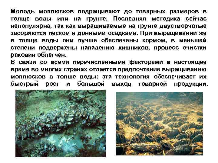 Молодь моллюсков подращивают до товарных размеров в толще воды или на грунте. Последняя методика