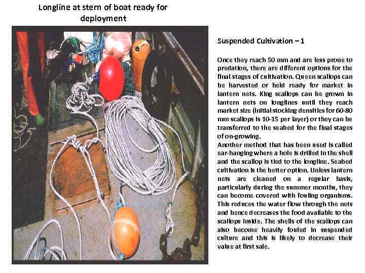 Longline at stern of boat ready for deployment Suspended Cultivation – 1 Once they