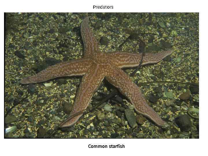 Predators Common starfish 
