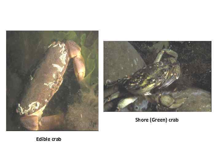 Shore (Green) crab Edible crab 