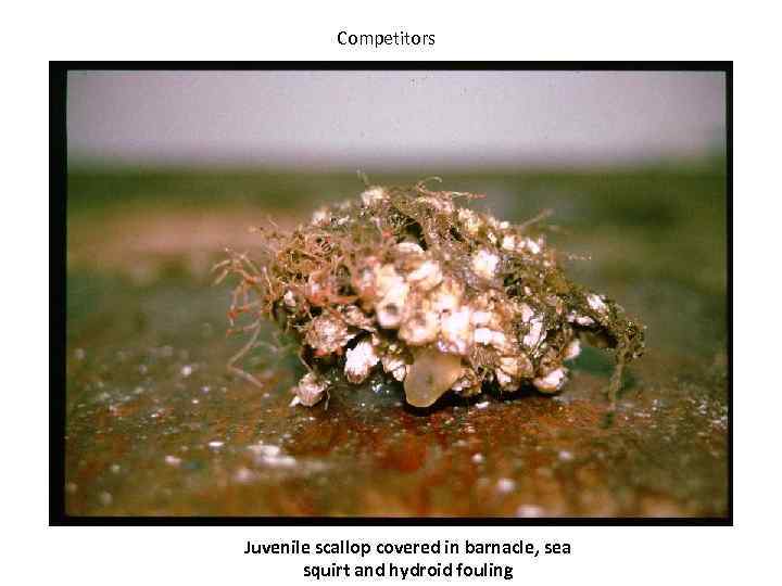 Competitors Juvenile scallop covered in barnacle, sea squirt and hydroid fouling 