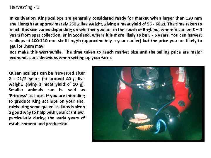 Harvesting - 1 In cultivation, King scallops are generally considered ready for market when