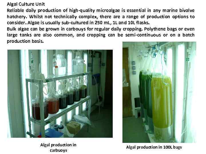 Algal Culture Unit Reliable daily production of high-quality microalgae is essential in any marine