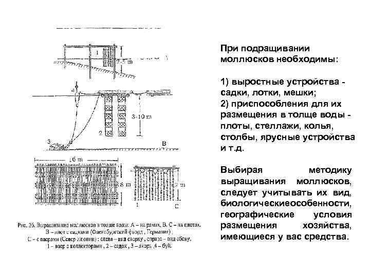 При подращивании моллюсков необходимы: 1) выростные устройства - садки, лотки, мешки; 2) приспособления для