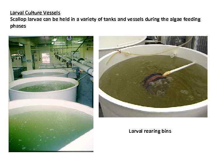 Larval Culture Vessels Scallop larvae can be held in a variety of tanks and