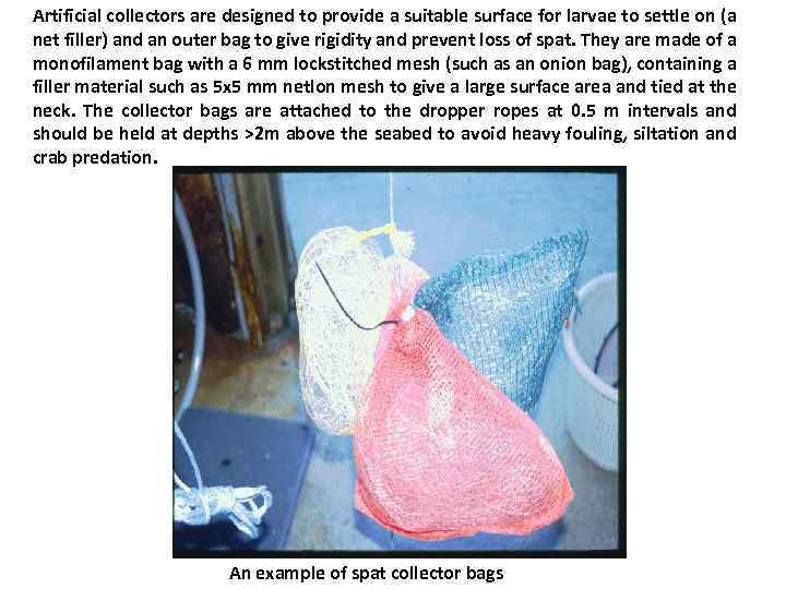 Artificial collectors are designed to provide a suitable surface for larvae to settle on