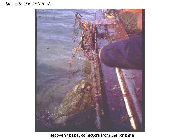 Wild seed collection - 2 Recovering spat collectors from the longline 