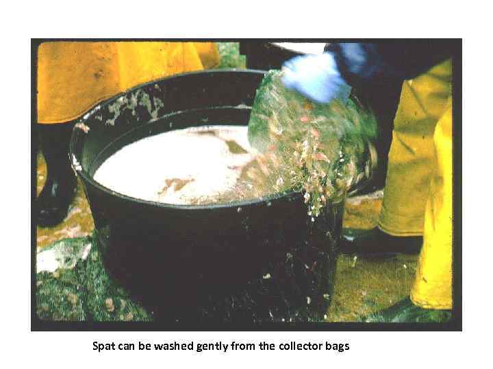 Spat can be washed gently from the collector bags 