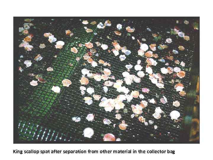 King scallop spat after separation from other material in the collector bag 