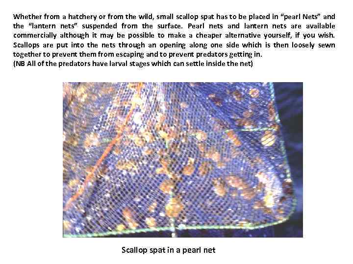 Whether from a hatchery or from the wild, small scallop spat has to be
