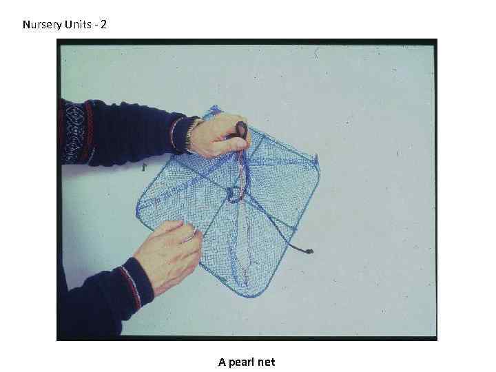 Nursery Units - 2 A pearl net 