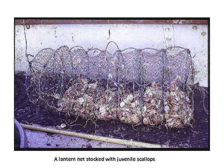 A lantern net stocked with juvenile scallops 