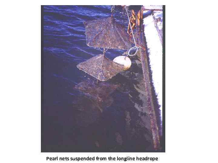 Pearl nets suspended from the longline headrope 