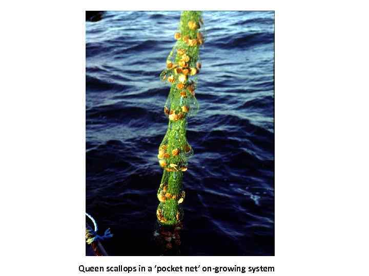 Queen scallops in a ‘pocket net’ on-growing system 