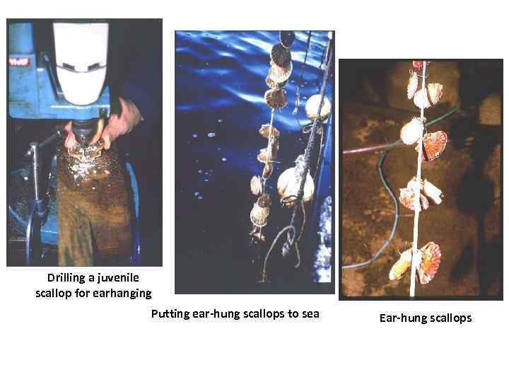 Drilling a juvenile scallop for earhanging Putting ear-hung scallops to sea Ear-hung scallops 