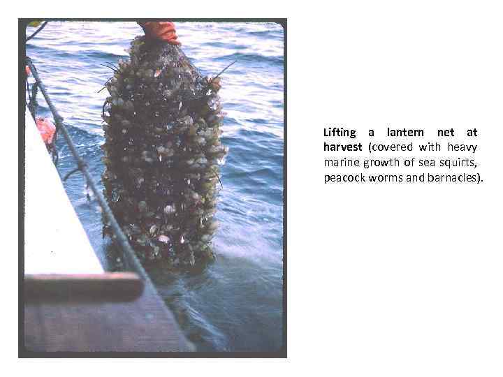 Lifting a lantern net at harvest (covered with heavy marine growth of sea squirts,