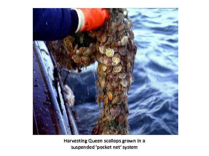 Harvesting Queen scallops grown in a suspended ‘pocket net’ system 