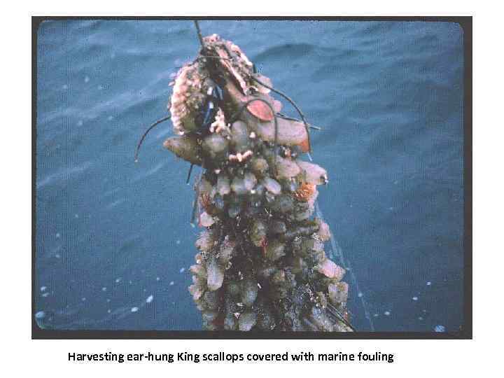Harvesting ear-hung King scallops covered with marine fouling 
