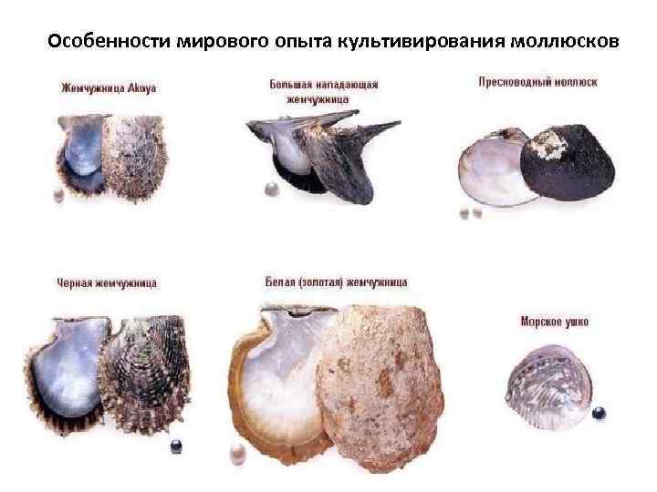 Особенности мирового опыта культивирования моллюсков 