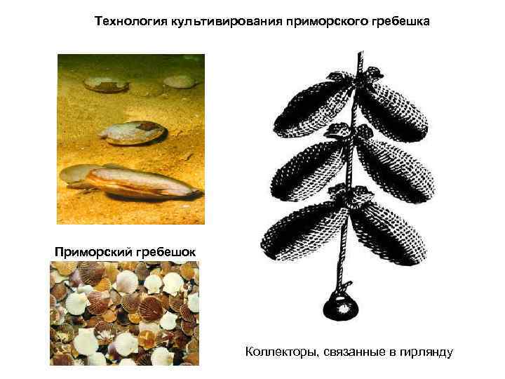 Технология культивирования приморского гребешка Приморский гребешок Коллекторы, связанные в гирлянду 