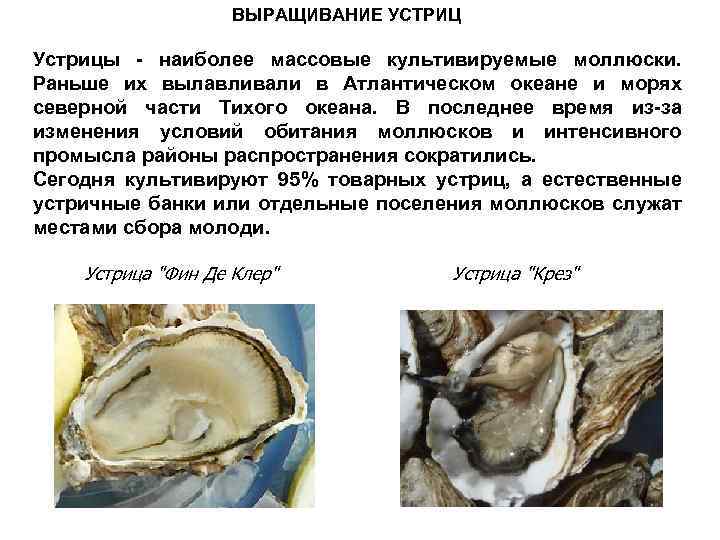 ВЫРАЩИВАНИЕ УСТРИЦ Устрицы - наиболее массовые культивируемые моллюски. Раньше их вылавливали в Атлантическом океане