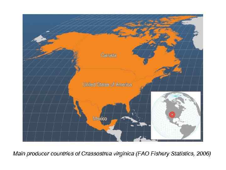 Main producer countries of Crassostrea virginica (FAO Fishery Statistics, 2006) 