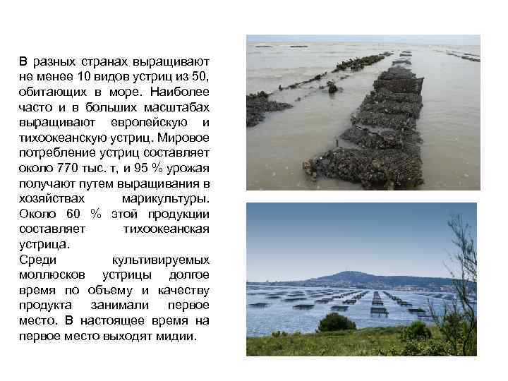 В разных странах выращивают не менее 10 видов устриц из 50, обитающих в море.