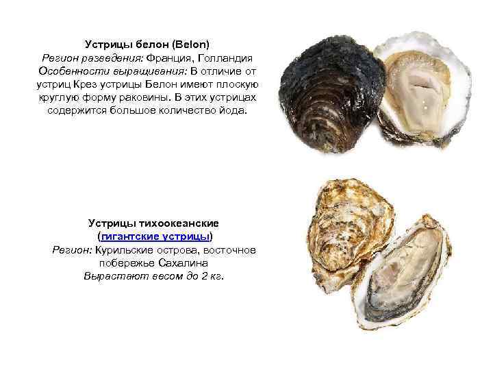 Устрицы белон (Belon) Регион разведения: Франция, Голландия Особенности выращивания: В отличие от устриц Крез