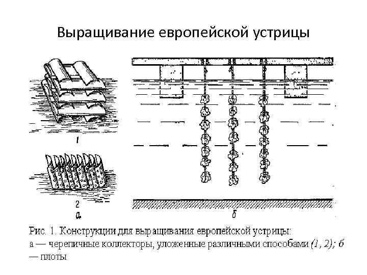 Выращивание европейской устрицы 