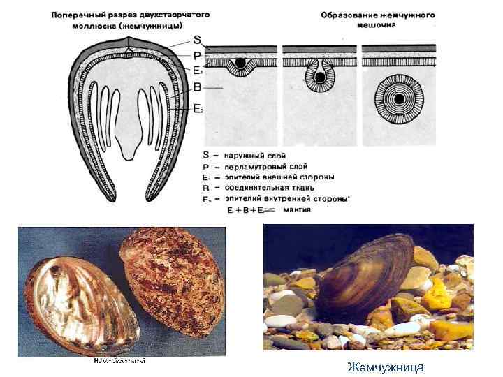 Жемчужница 