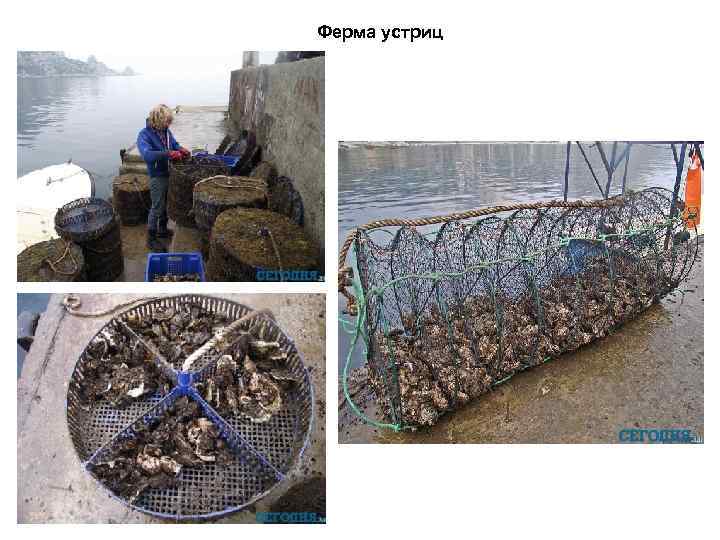 Ферма устриц 