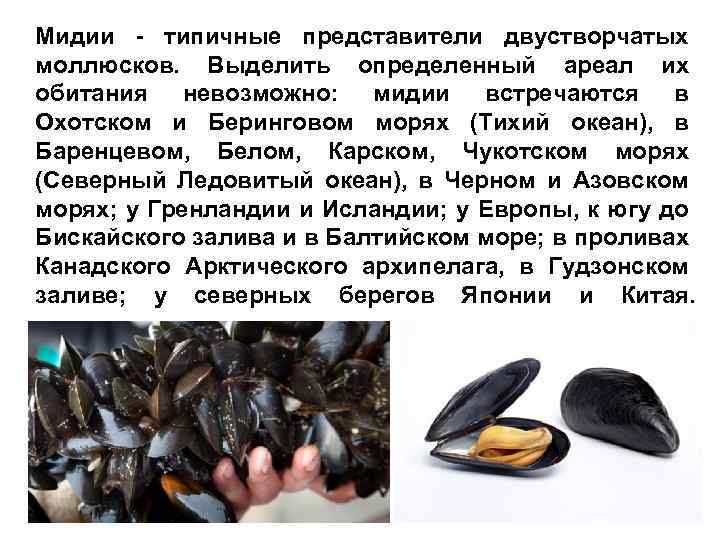 Мидии - типичные представители двустворчатых моллюсков. Выделить определенный ареал их обитания невозможно: мидии встречаются