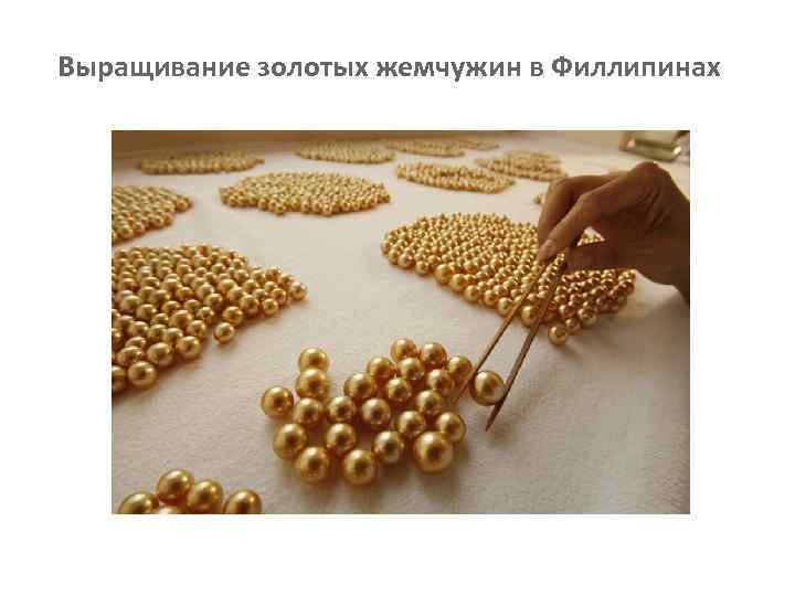 Выращивание золотых жемчужин в Филлипинах 