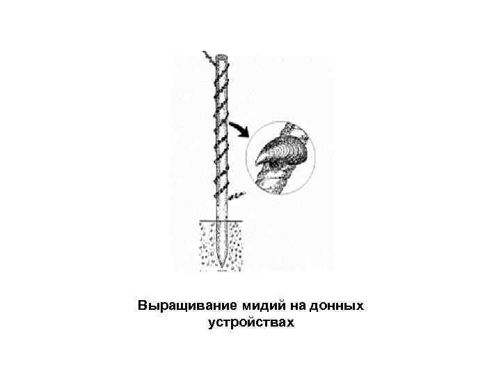 Выращивание мидий на донных устройствах 