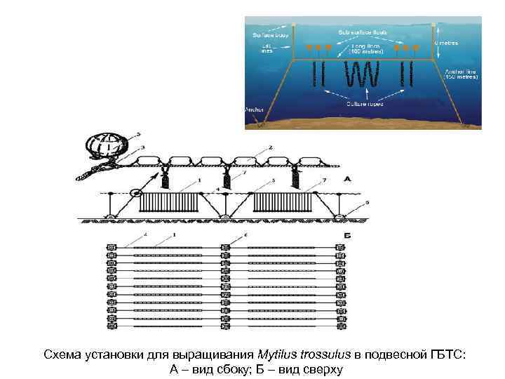 Схема установки для выращивания Mytilus trossulus в подвесной ГБТС: А – вид сбоку; Б