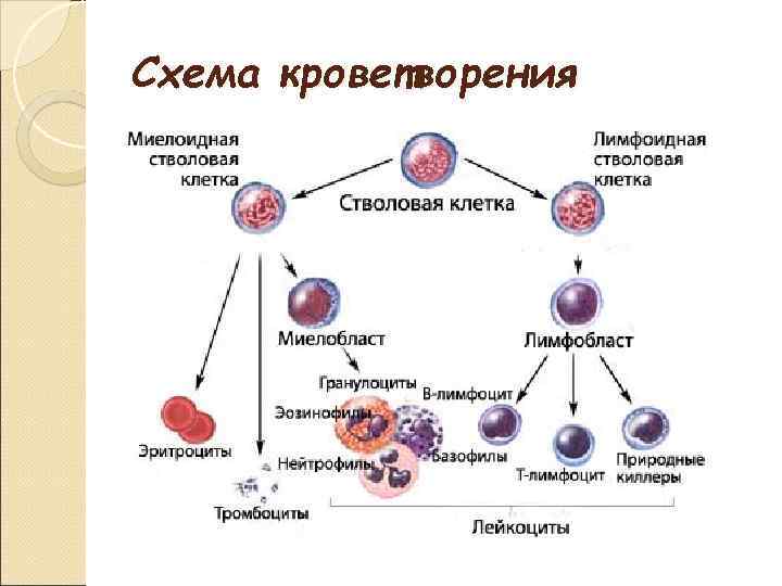 Схема кроветворения 