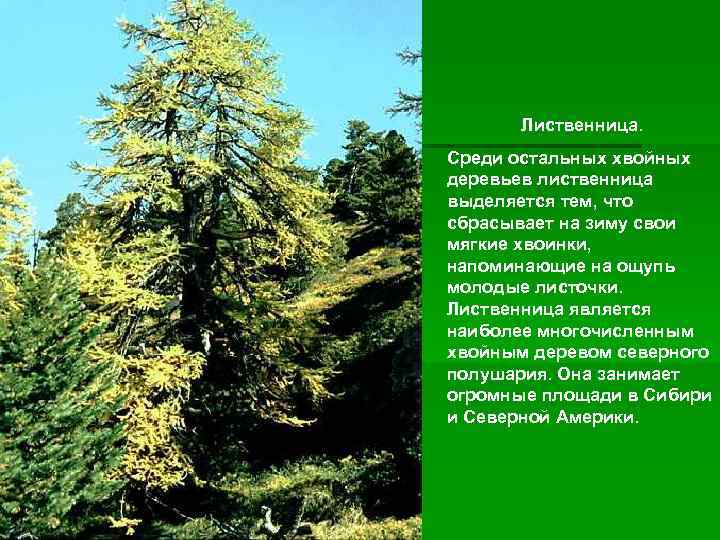 Лиственница. Среди остальных хвойных деревьев лиственница выделяется тем, что сбрасывает на зиму свои мягкие