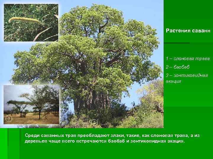 Растения саванн 1 – слоновая трава 2 – баобаб 3 – зонтиковидная акация Среди
