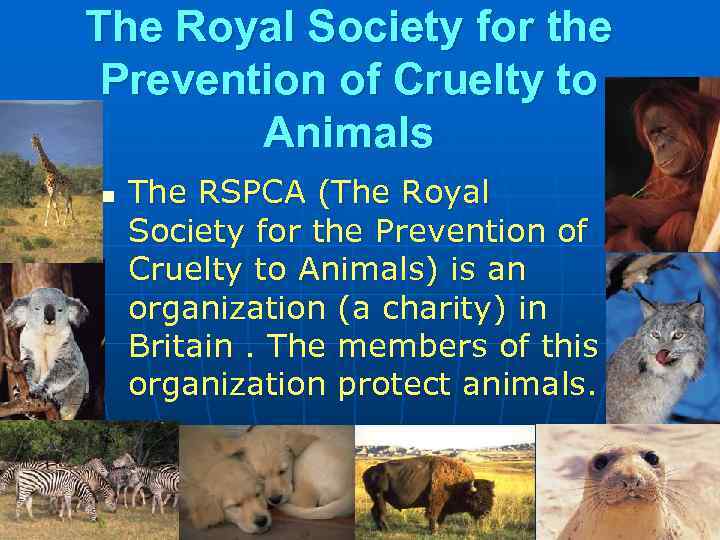 The Royal Society for the Prevention of Cruelty to Animals n The RSPCA (The