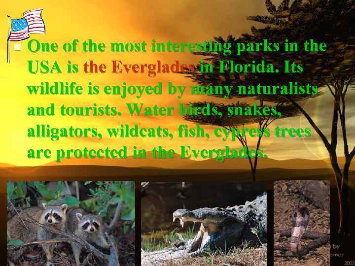 n One of the most interesting parks in the USA is the Everglades in