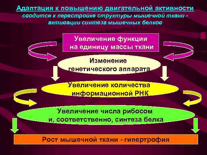 Адаптация к повышению двигательной активности сводится к перестройке структуры мышечной ткани активации синтеза мышечных