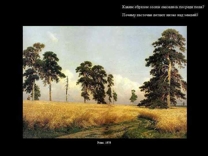 Каким образом сосны оказались посреди поля? Почему ласточки летают низко над землей? Рожь. 1878