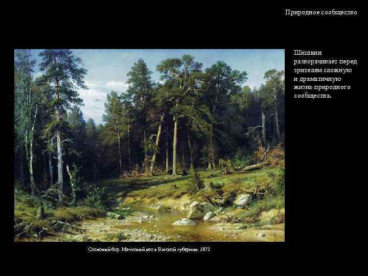 Природное сообщество Шишкин разворачивает перед зрителем сложную и драматичную жизнь природного сообщества. Сосновый бор.