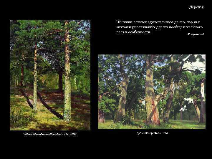 Деревья Шишкин остался единственным до сих пор как знаток и рисовальщик дерева вообще и