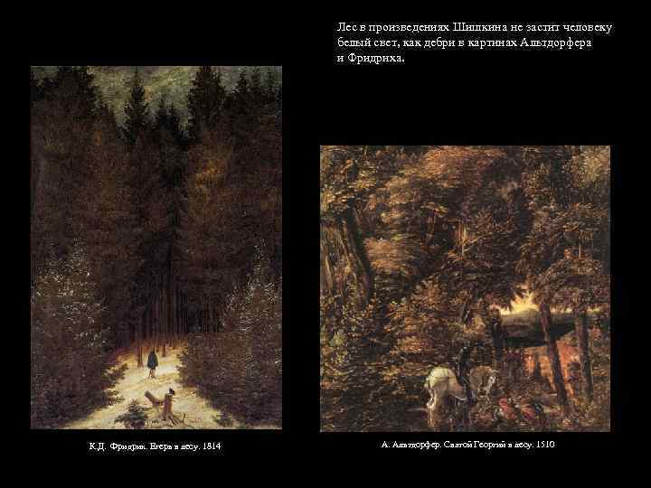 Лес в произведениях Шишкина не застит человеку белый свет, как дебри в картинах Альтдорфера