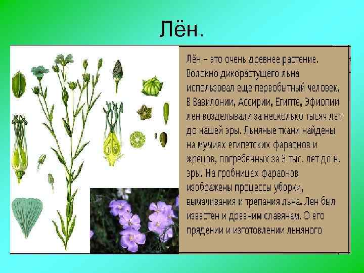 Лён. 