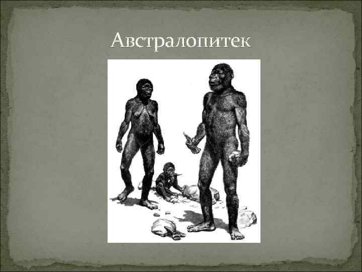 Австралопитек 