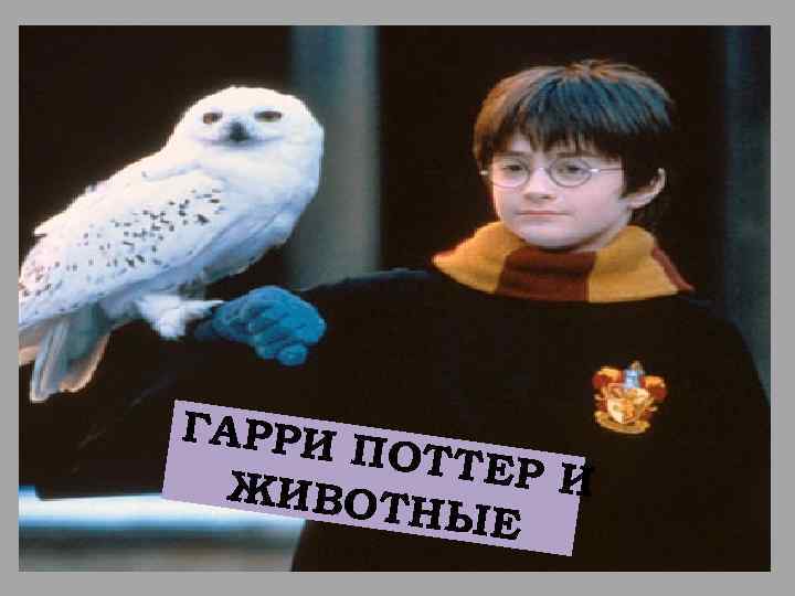 ГАРРИ ПОТТЕ РИ ЖИВОТ НЫЕ 