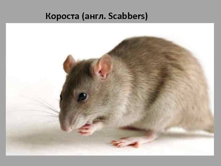 Короста (англ. Scabbers) • Короста (англ. Scabbers) — крыса Рона Уизли, которую он получил